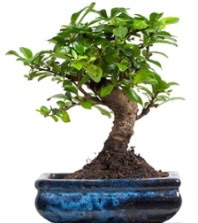 5 yanda japon aac bonsai bitkisi  stanbul beikta iek sat 