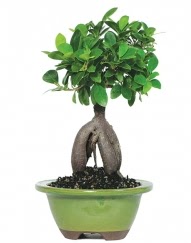 5 yanda japon aac bonsai bitkisi  stanbul beikta cicek , cicekci 