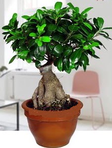 5 yanda japon aac bonsai bitkisi  stanbul beikta online iek gnderme sipari 