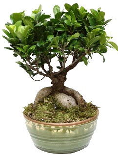 Japon aac bonsai saks bitkisi  stanbul beikta nternetten iek siparii 