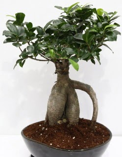 Japon aac bonsai saks bitkisi  stanbul beikta iek yolla 