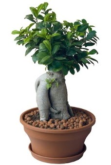 Japon aac bonsai saks bitkisi  stanbul beikta iek gnderme 
