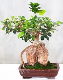 Japon aac bonsai saks bitkisi  stanbul beikta ucuz iek gnder 