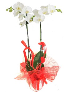 2 dall beyaz orkide bitkisi  stanbul beikta uluslararas iek gnderme 