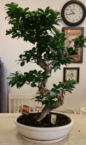 100 cm yksekliinde dev bonsai japon aac  stanbul beikta nternetten iek siparii 
