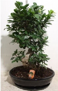 75 CM Ginseng bonsai Japon aac  stanbul beikta hediye iek yolla 