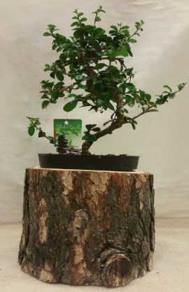 Doal ktk iinde bonsai japon aac  stanbul beikta nternetten iek siparii 