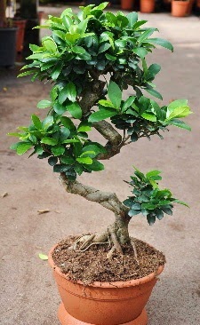 Orta boy bonsai saks bitkisi  stanbul beikta internetten iek siparii 