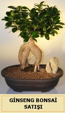 thal Ginseng bonsai sat japon aac  stanbul beikta iek siparii sitesi 