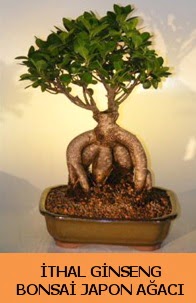 thal japon aac ginseng bonsai sat  stanbul beikta nternetten iek siparii 