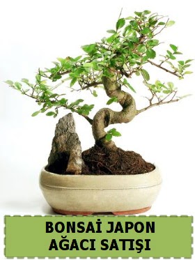 Bonsai japon  aac sat Minyatr thal  stanbul beikta internetten iek siparii 