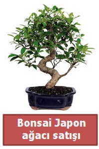 Japon aac bonsai sat  stanbul beikta iek siparii sitesi 