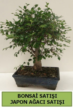 Minyatr bonsai japon aac sat  stanbul beikta iek gnderme sitemiz gvenlidir 