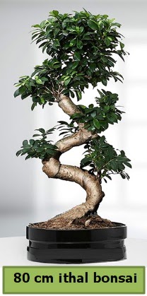 80 cm zel saksda bonsai bitkisi  stanbul beikta ieki telefonlar 
