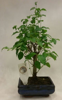 Minyatr bonsai japon aac sat  stanbul beikta ieki telefonlar 