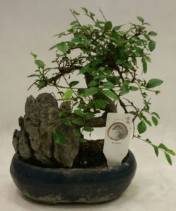 thal 1.ci kalite bonsai japon aac  stanbul beikta iek sat 