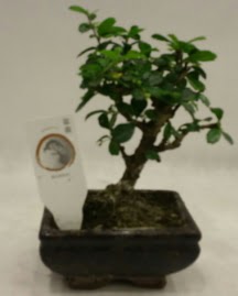 Kk minyatr bonsai japon aac  stanbul beikta iek gnderme 