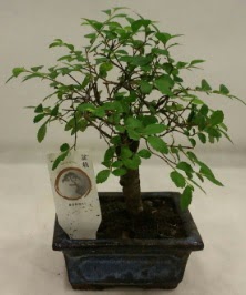 Minyatr ithal japon aac bonsai bitkisi  stanbul beikta iek sat 