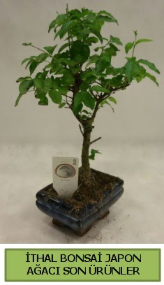 thal bonsai japon aac bitkisi  stanbul beikta hediye sevgilime hediye iek 