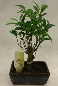 Japon aac bonsai bitkisi sat  stanbul beikta ieki telefonlar 