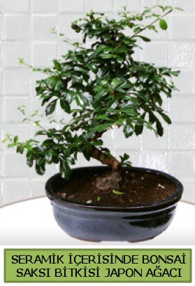 Seramik vazoda bonsai japon aac bitkisi  stanbul beikta iek siparii sitesi 