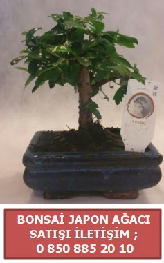 Japon aac minyar bonsai sat  stanbul beikta iek sat 