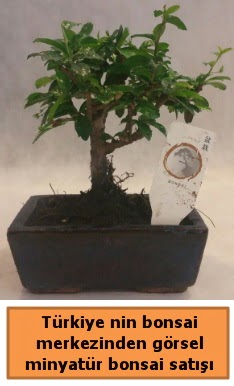 Japon aac bonsai sat ithal grsel  stanbul beikta iek yolla 