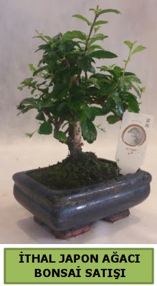 thal japon aac bonsai bitkisi sat  stanbul beikta ieki telefonlar 