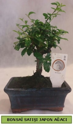 Minyatr bonsai aac sat  stanbul beikta iek gnderme 