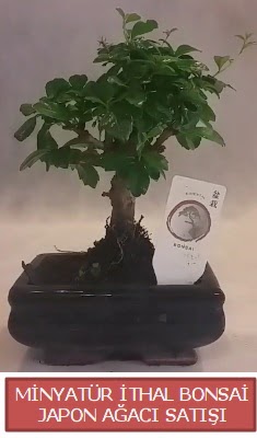 Kk grsel bonsai japon aac bitkisi  stanbul beikta iek , ieki , iekilik 