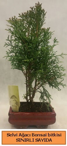 Selvi aac bonsai japon aac bitkisi  stanbul beikta iek sat 