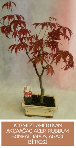 Amerikan akaaa Acer Rubrum bonsai  stanbul beikta uluslararas iek gnderme 