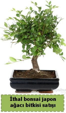 thal bonsai saks iei Japon aac sat  stanbul beikta nternetten iek siparii 
