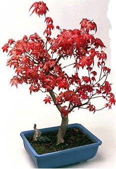 Amerikan akaaa bonsai bitkisi  stanbul beikta iek yolla 