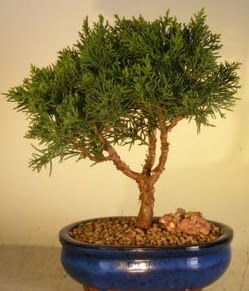 Servi am bonsai japon aac bitkisi  stanbul beikta iek yolla 