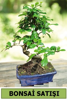 am bonsai japon aac sat  stanbul beikta iek sat 