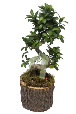 Doal ktkte bonsai saks bitkisi  stanbul beikta nternetten iek siparii 