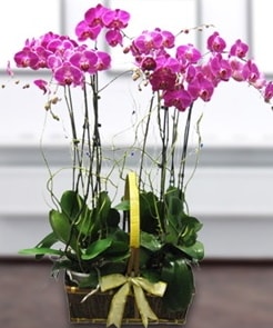 7 dall mor lila orkide  stanbul beikta iek gnderme sitemiz gvenlidir 