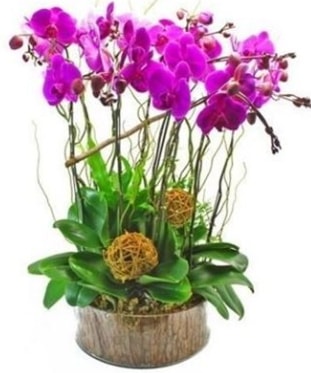 Ahap ktkte lila mor orkide 8 li  stanbul beikta internetten iek sat 