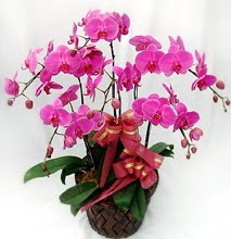 Sepet ierisinde 5 dall lila orkide  stanbul beikta ucuz iek gnder 