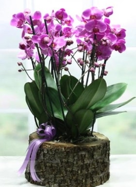 Ktk ierisinde 6 dall mor orkide  stanbul beikta ucuz iek gnder 