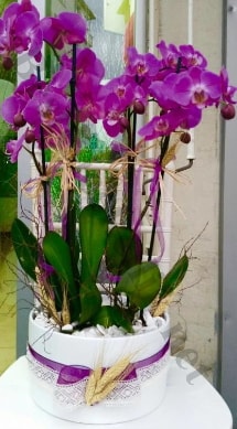 Seramik vazoda 4 dall mor lila orkide  stanbul beikta online iek gnderme sipari 
