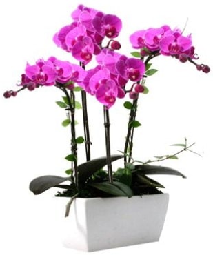Seramik vazo ierisinde 4 dall mor orkide  stanbul beikta iek sat 