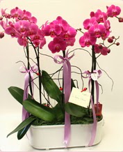 Beyaz seramik ierisinde 4 dall orkide  stanbul beikta ucuz iek gnder 