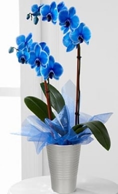 Seramik vazo ierisinde 2 dall mavi orkide  stanbul beikta iek , ieki , iekilik 