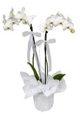 2 dall beyaz orkide  stanbul beikta gvenli kaliteli hzl iek 