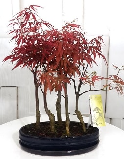 5 adet japon akaaa bonsai iei  stanbul beikta iek sat 