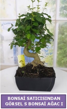 S dal erilii bonsai japon aac  stanbul beikta iek sat 