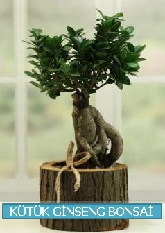 Ktk aa ierisinde ginseng bonsai  stanbul beikta iek gnderme sitemiz gvenlidir 