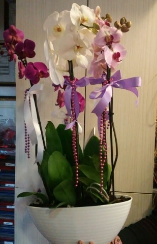 Mor ve beyaz ve pembe 6 dall orkide  stanbul beikta ucuz iek gnder 